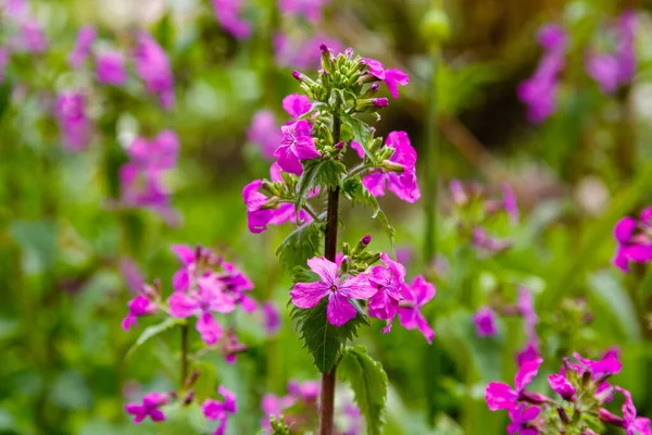 Fiori Viola Lunaria Che Crescono Nel Parco — Foto Stock