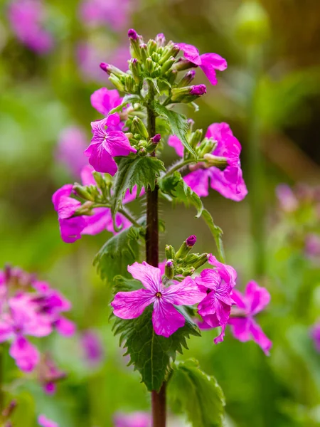 Purple Lunaria Flowers Growing Park — Stock Photo, Image