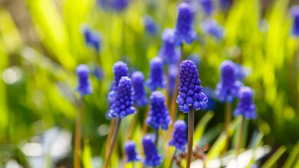 Blue Flowers Grape Hyacinth Flowers Growing Meadow — Stock Photo, Image