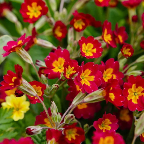 Toprakta Yetişen Kırmızı Sarı Bahar Çiçekleri Primula Çiçekleri — Stok fotoğraf