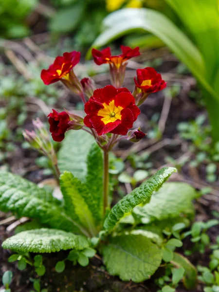 Red Yellow Spring Flowers Growing Soil Primula Flowers — Stock Photo, Image