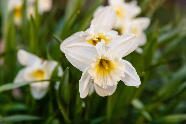 Vita Narcissus Blommor Som Växer Jorden — Stockfoto