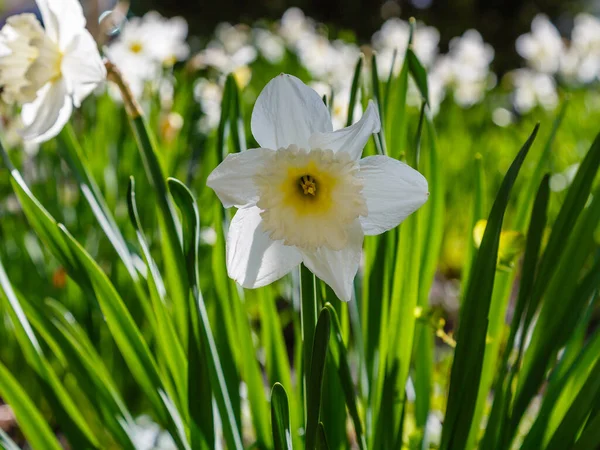 Vita Narcissus Blommor Som Växer Jorden — Stockfoto