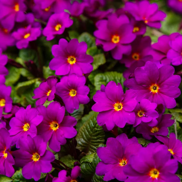 Primula Primrose Purple Flowers Field — Stock Photo, Image