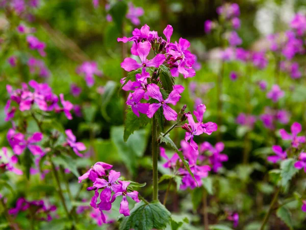 Fiori Viola Lunaria Che Crescono Nel Parco — Foto Stock