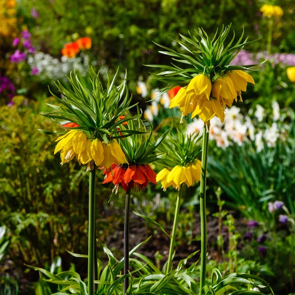 Корона Империалистических Цветов Растущих Парке Fritillaria Imperialis — стоковое фото