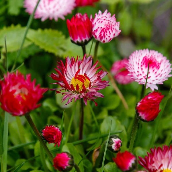 Margeritenblumen Wachsen Park Flora Der Natur — Stockfoto