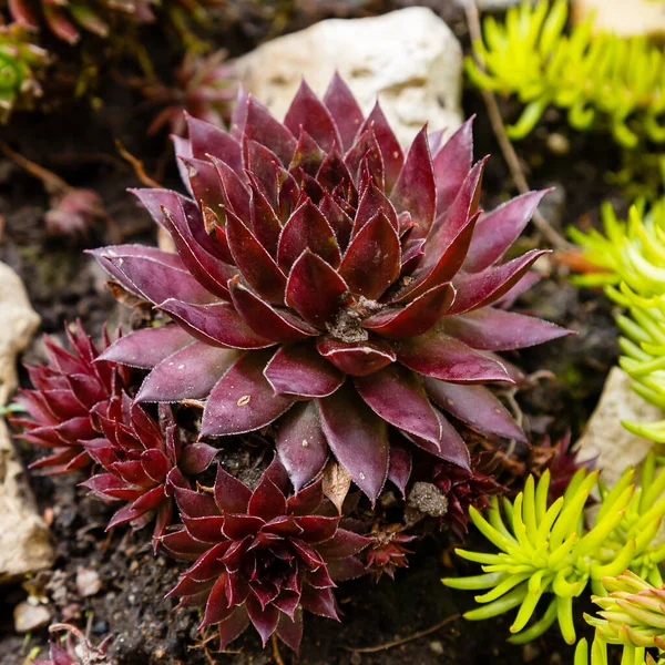 Sempervivum Dark Beauty Plant Succulent — Stock Photo, Image