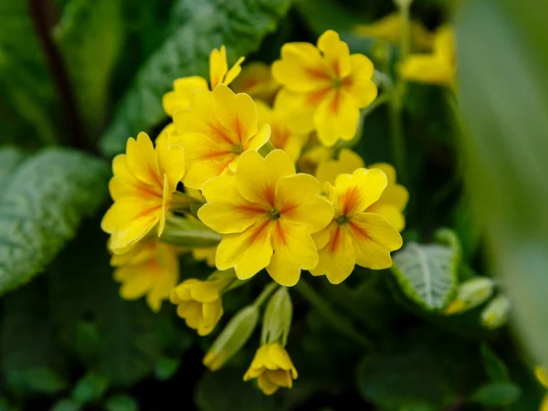 Flores Amarelas Crescendo Solo Flores Primula — Fotografia de Stock