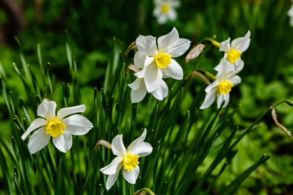 Bílé Květy Narcisu Rostoucí Parku Květiny Narcisu — Stock fotografie