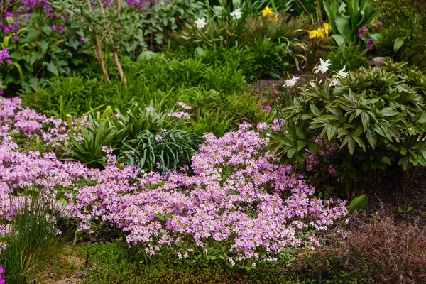 Fiori Rosa Arabis Viola Che Crescono Nel Parco — Foto Stock