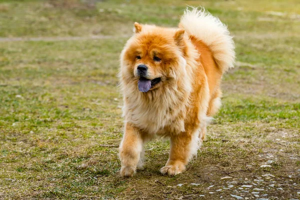 Chow Chow Running Meadow Dog Breed — Stock Photo, Image