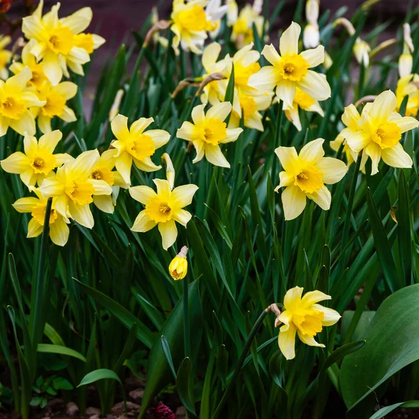 Påsklilja Blommor Som Växer Parken Narcissus Blommor — Stockfoto