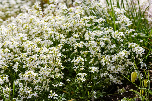 Белые Аравийские Цветы Растут Парке — стоковое фото