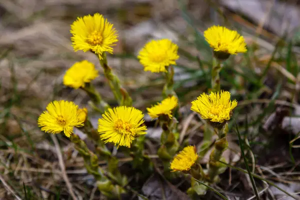 Yellow Tussilago Farfara Flowers Field — Stock Photo, Image