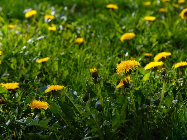 Gele Veldbloemen Groeiend Park Paardebloem — Stockfoto