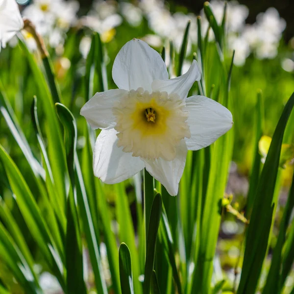 Белые Цветы Нарцисса Растущие Почве — стоковое фото