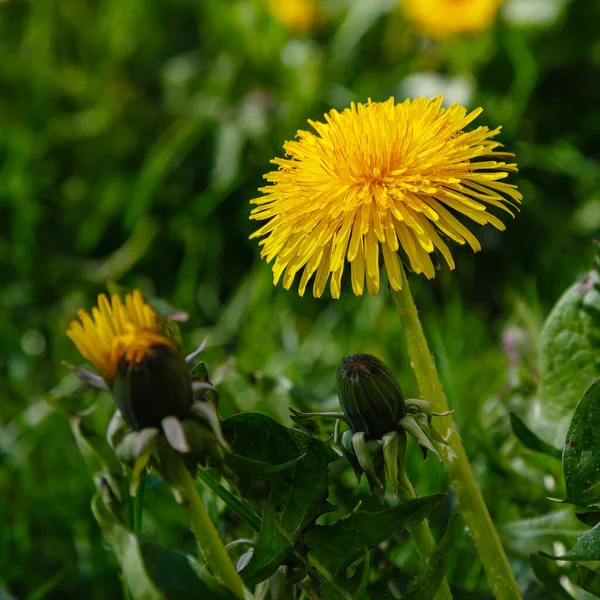 Fiori Campo Giallo Che Crescono Nel Parco Dente Leone Comune — Foto Stock