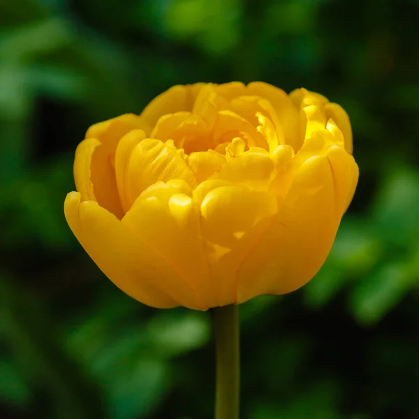 公園で成長する黄色のチューリップ 自然界の植物 — ストック写真