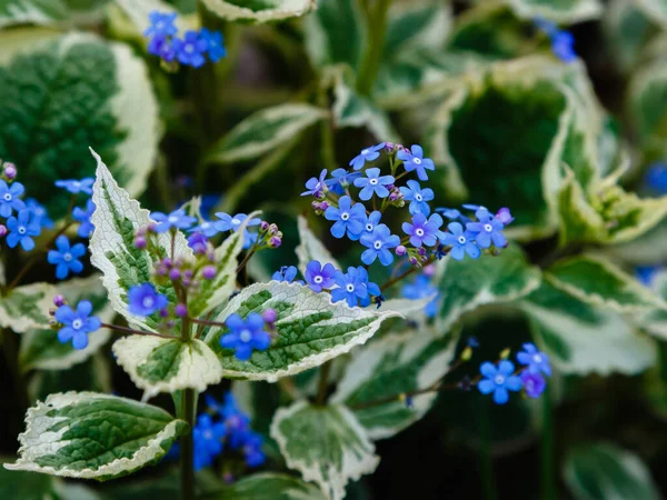 Azul Brunnera Macrophylla Flores Creciendo Parque — Foto de Stock