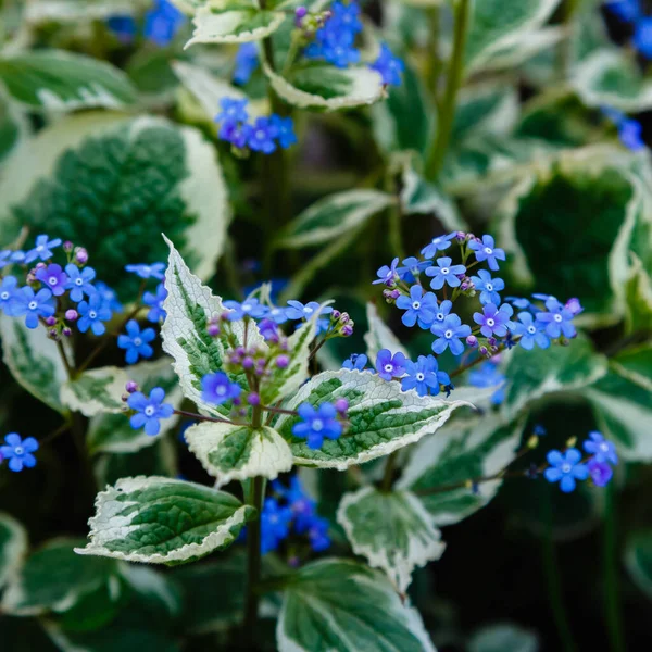 Azul Brunnera Macrophylla Flores Creciendo Parque — Foto de Stock