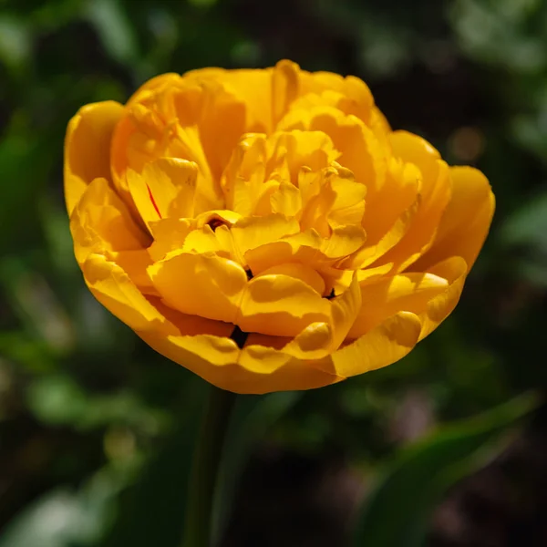 Tulipa Amarelo Flor Crescendo Parque Flora Natureza — Fotografia de Stock