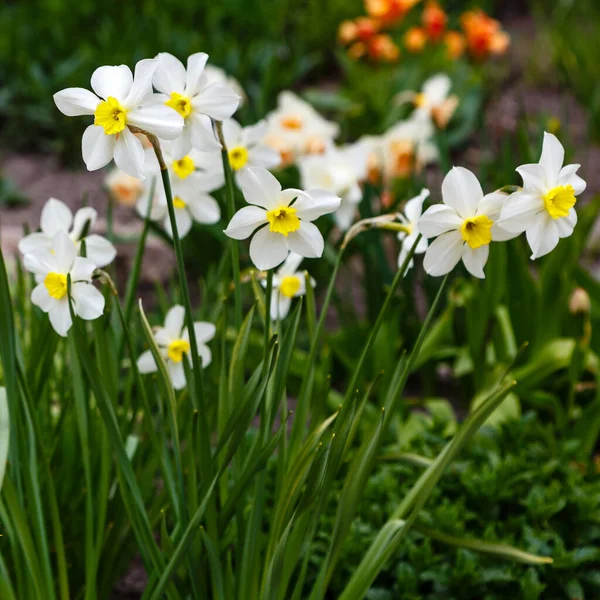 Vita Påskliljor Blommor Som Växer Parken Narcissus Blommor — Stockfoto