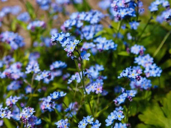 Flores Azules Miosotis Que Crecen Campo — Foto de Stock