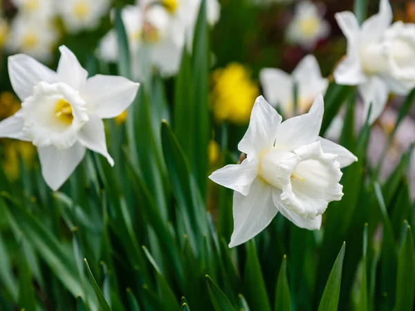 Påsklilja Blommor Som Växer Parken Narcissus Blommor — Stockfoto