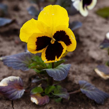 Sarı nonoş çiçeği, yakın çekim.