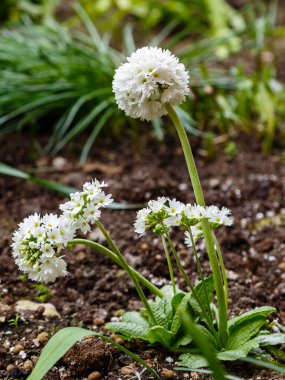 Beyaz çiçekler, yakın çekim.