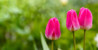 Bahçede açan güzel lalelerin yakın plan çekimi.