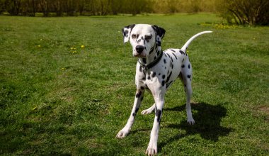 Parlak güneş ışığında yeşil çimlerde dalmaçyalı köpek
