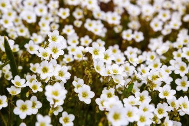 Saxifraga bryoides 'in beyaz çiçekleri 