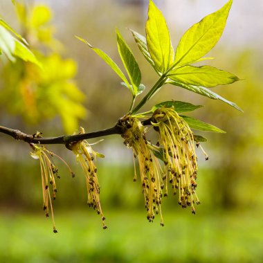 Yaprakları ve tomurcukları olan ağaç dalı, yakın çekim