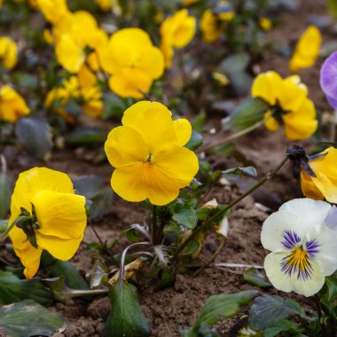 Bahçede çiçek açan nonoşlar, yakın çekim.