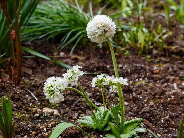 Beyaz çiçekler, yakın çekim.