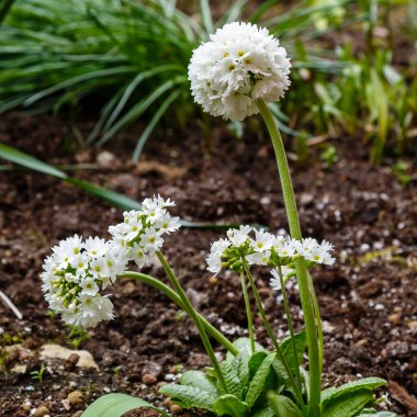 Beyaz çiçekler, yakın çekim.