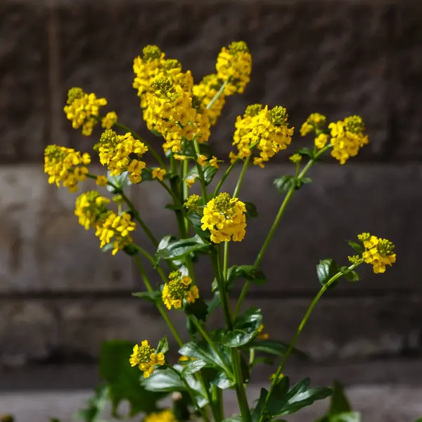 Vista Arbusto Florescendo Com Flores Amarelas — Fotografia de Stock