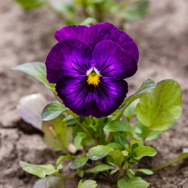 Flor Cachorro Roxo Close Tiro — Fotografia de Stock