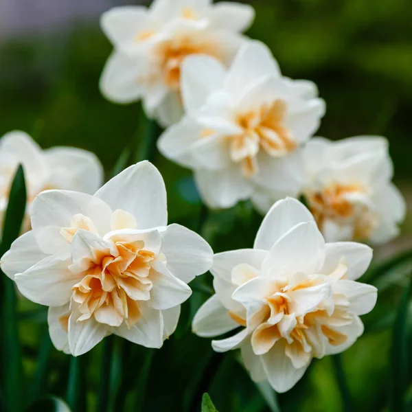 Belles Fleurs Narcisses Gros Plan — Photo