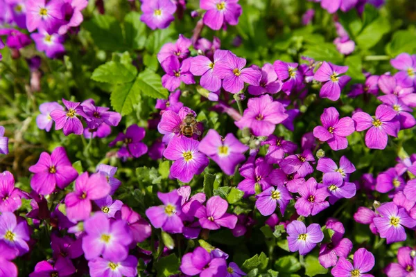Purple Aubrieta Flowers Bright Sunlight — Stock Photo, Image