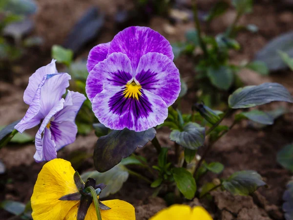 Purple Pansy Flowers Close Shot — Stock Photo, Image