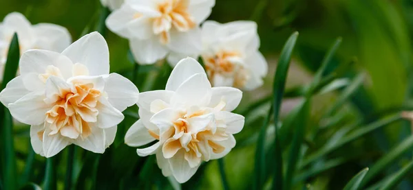 Belles Fleurs Narcisses Gros Plan — Photo