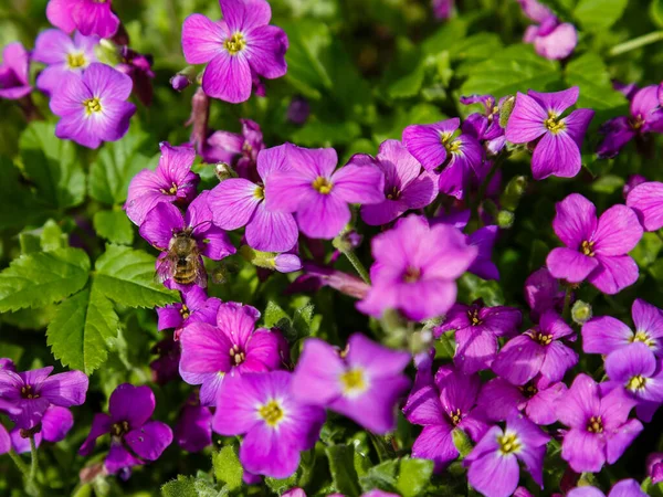 Flores Aubrieta Púrpura Luz Del Sol Brillante — Foto de Stock