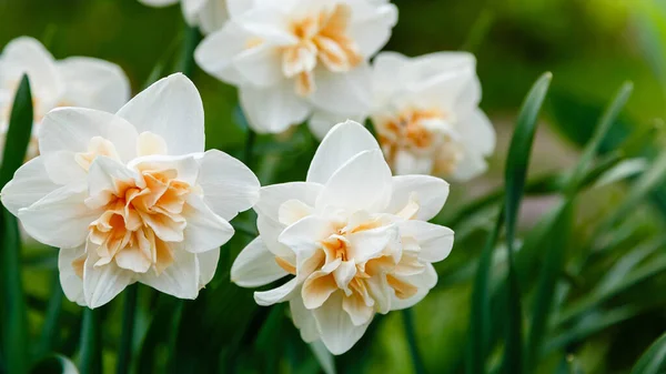 Mooie Narcissen Bloemen Close Schot — Stockfoto