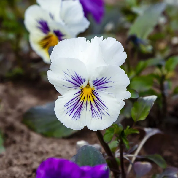 White Pansy Flower Close Shot — Stock Photo, Image