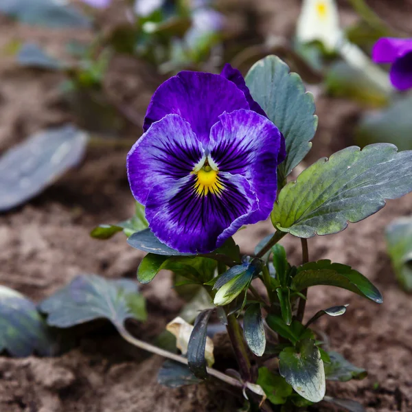 Flor Cachorro Roxo Close Tiro — Fotografia de Stock