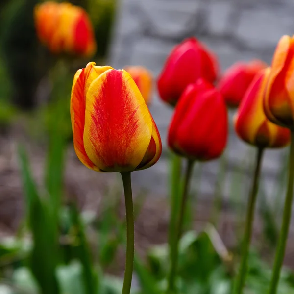 Gros Plan Belles Tulipes Qui Fleurissent Jardin — Photo