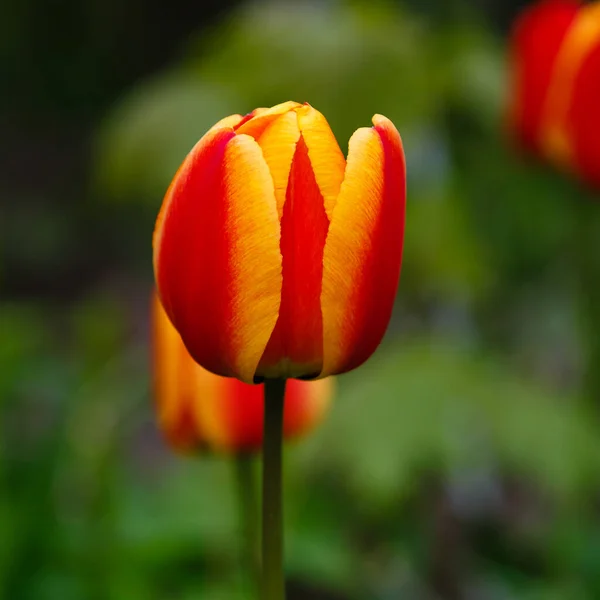 Close Shot Beautiful Tulips Blooming Garden — Stock Photo, Image